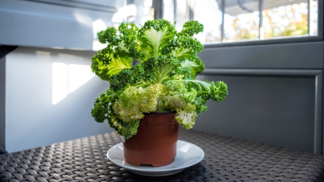 kale planting