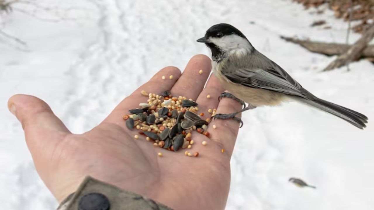 Wildlife-Friendly Gardens: Supporting Birds and Other Creatures Through the Winter