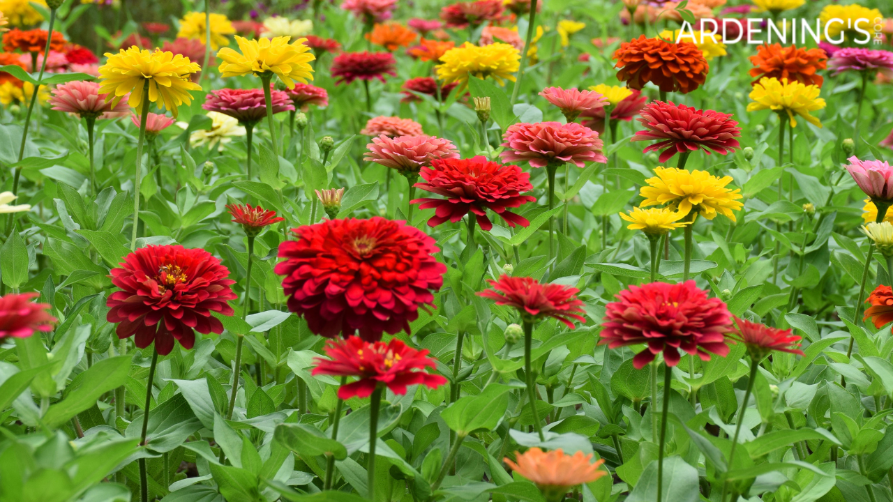 July Flowers Zinnias