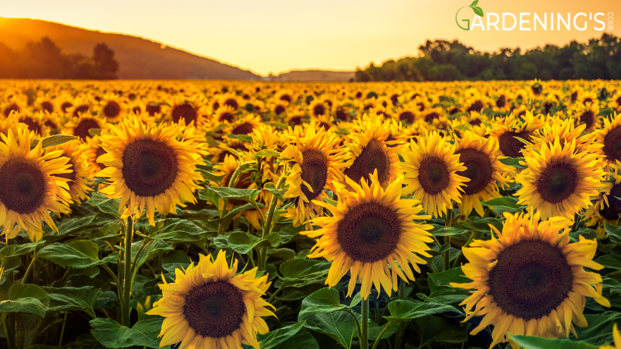 Sunflowers