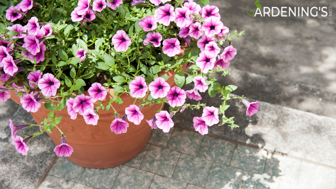 Petunias