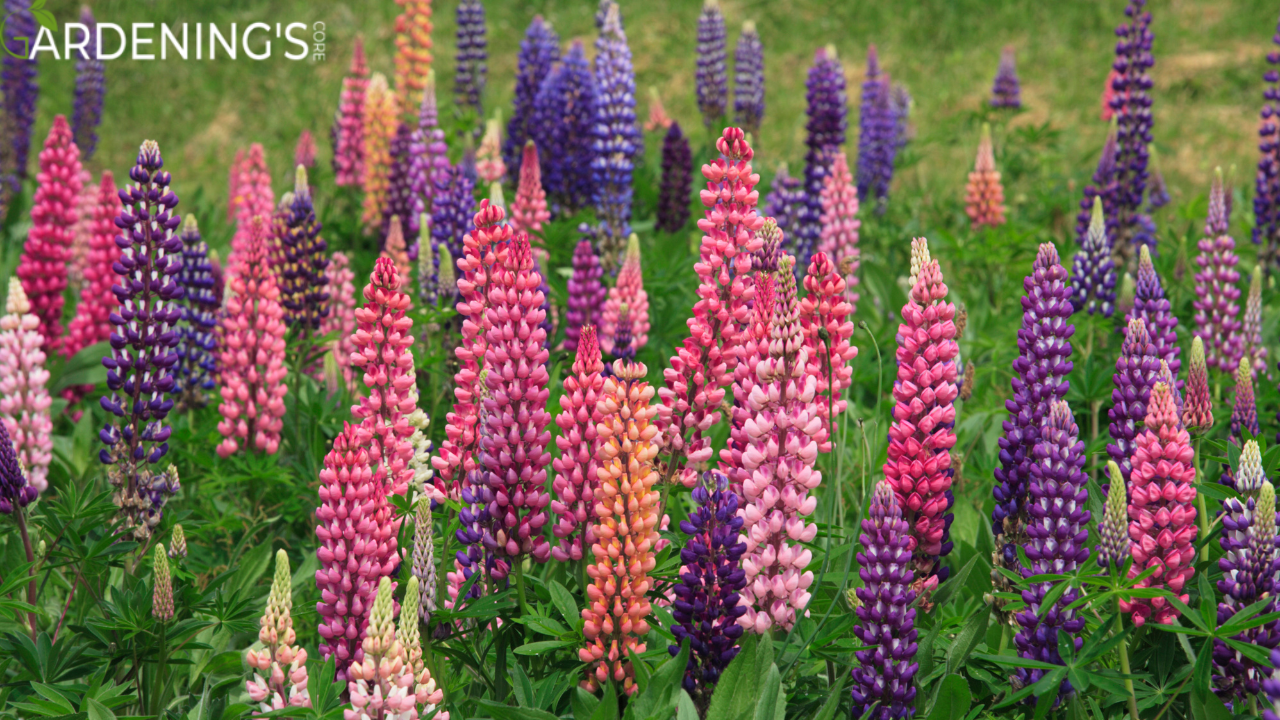 Lupines