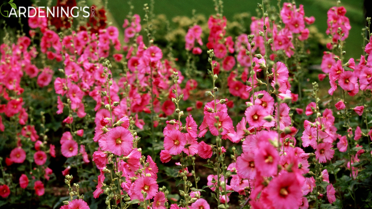 Hollyhocks