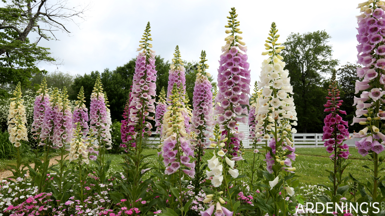 Foxgloves