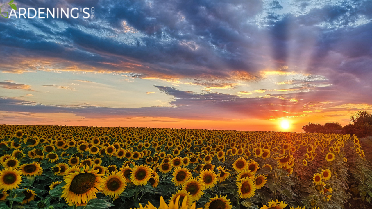 long flowers Sunflowers