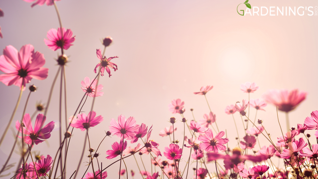 long flowers Cosmos