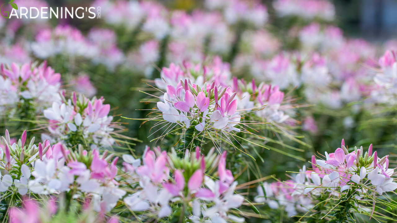 long flowers Cleome