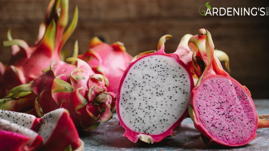 Dragon Fruit Homegrown