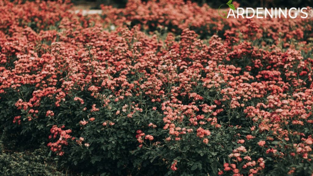 Small Flowering Plants