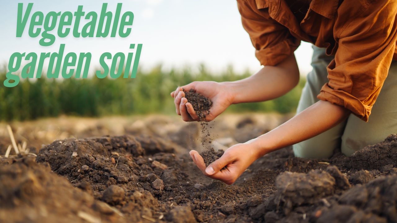 Vegetable garden soil